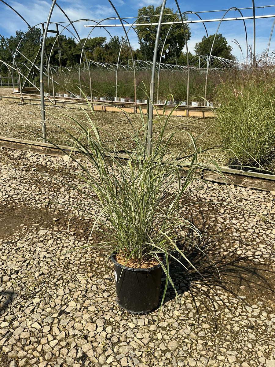 Miscanthus sinensis 'Variegata' â€” G2