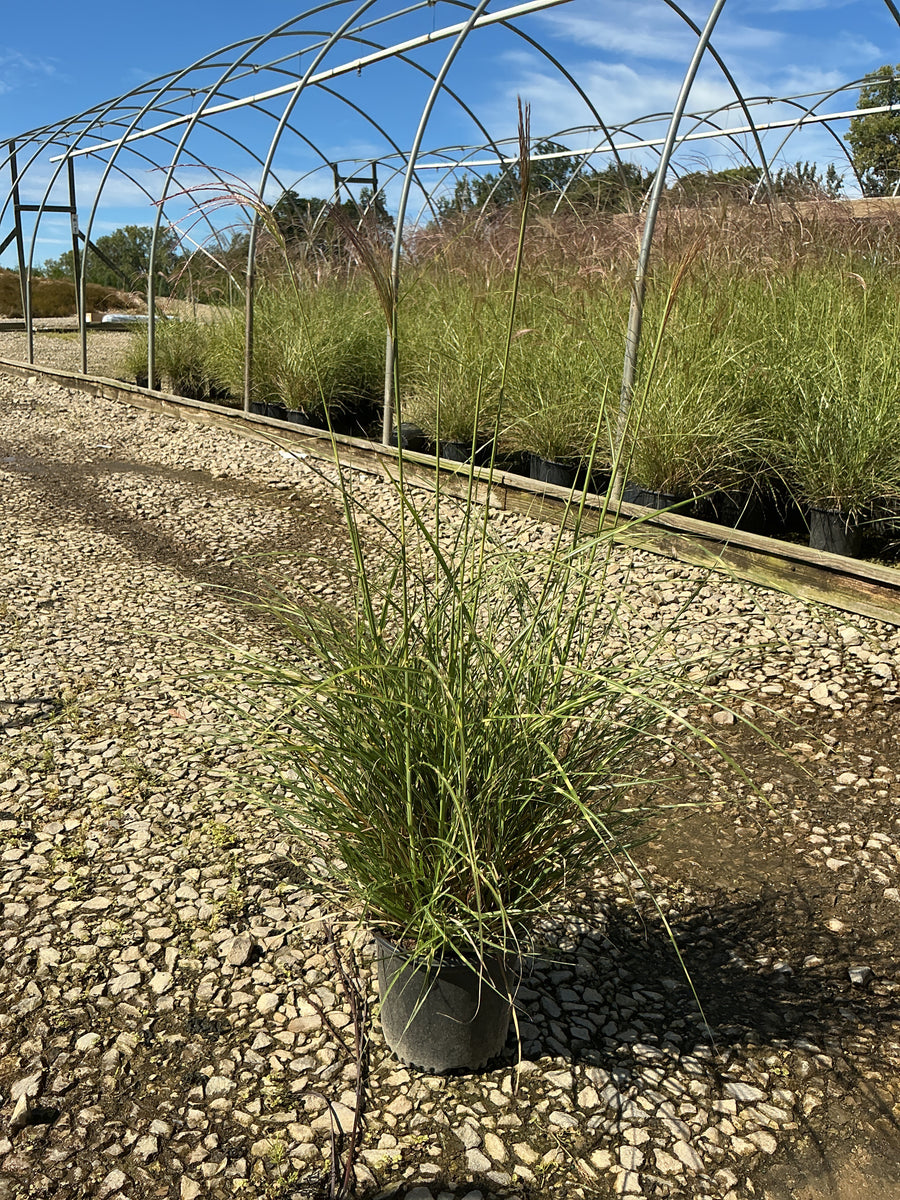 Miscanthus sinensis 'Little Nicky' â€” 19CM