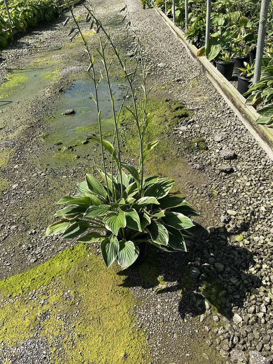 Hosta francee 'Francee' â€” 19CM