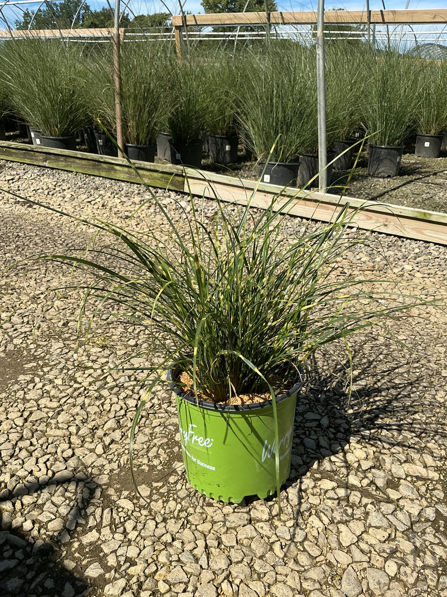 Miscanthus 'M. S. Bandwidth' â€” G3 WF