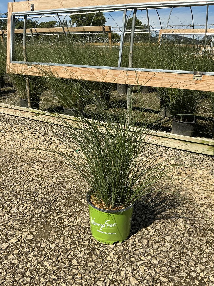 Miscanthus 'M. S. Scout' â€” G3 WF