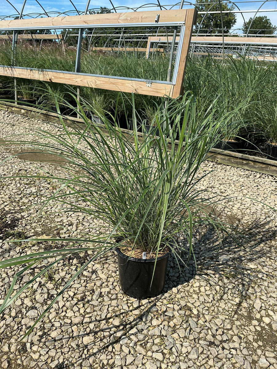 Miscanthus sinensis 'Rigoletto' â€” G3