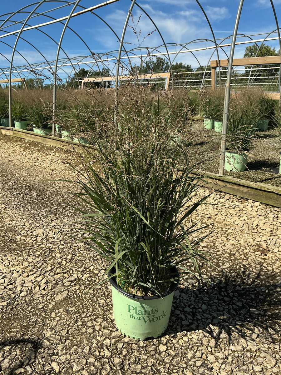 Panicum virgatum ‘Dream Catcher Smoky Rose’ â€” G3 PTW