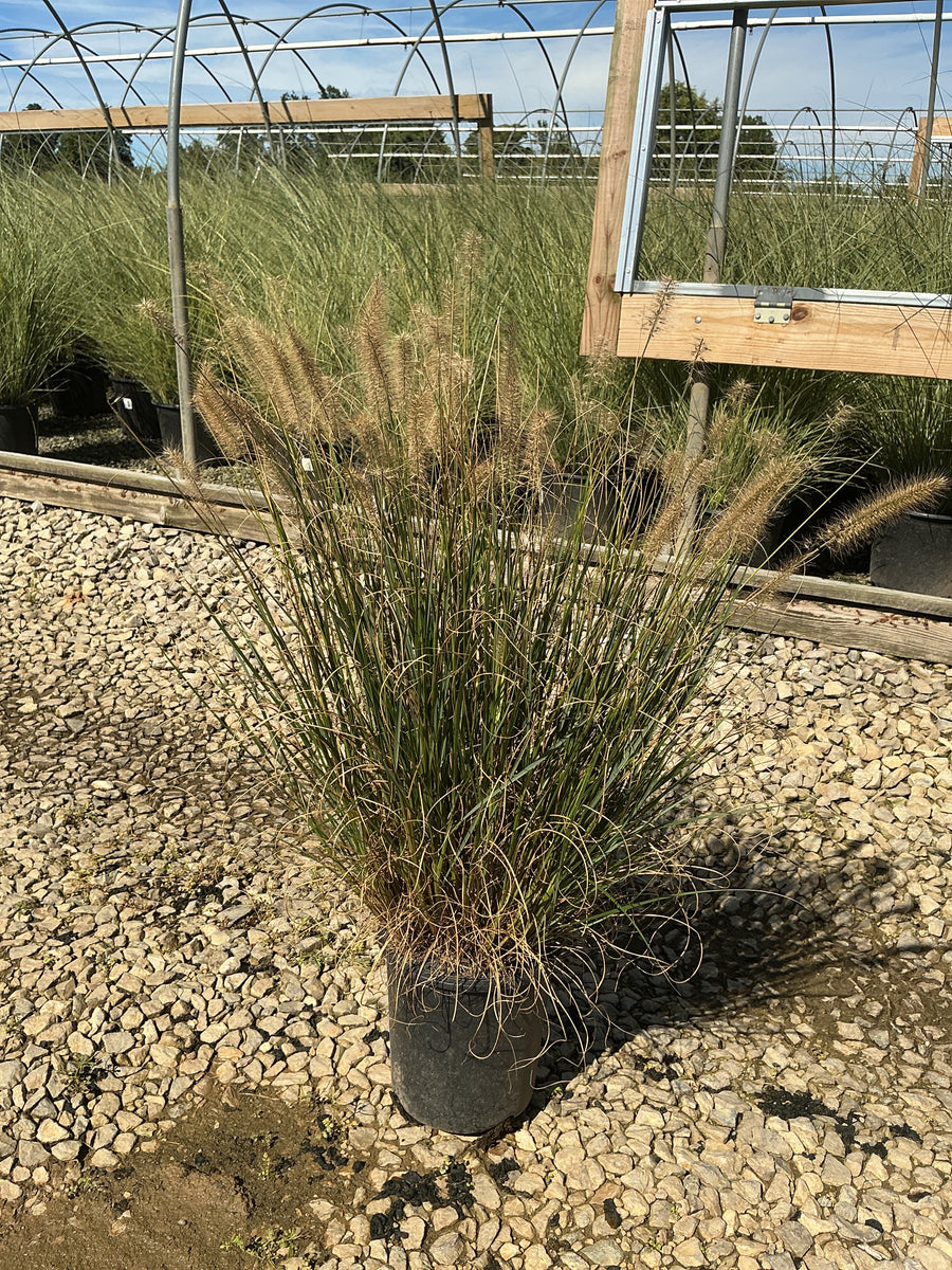 Pennisetum alopecuroides 'Hameln' â€” G2