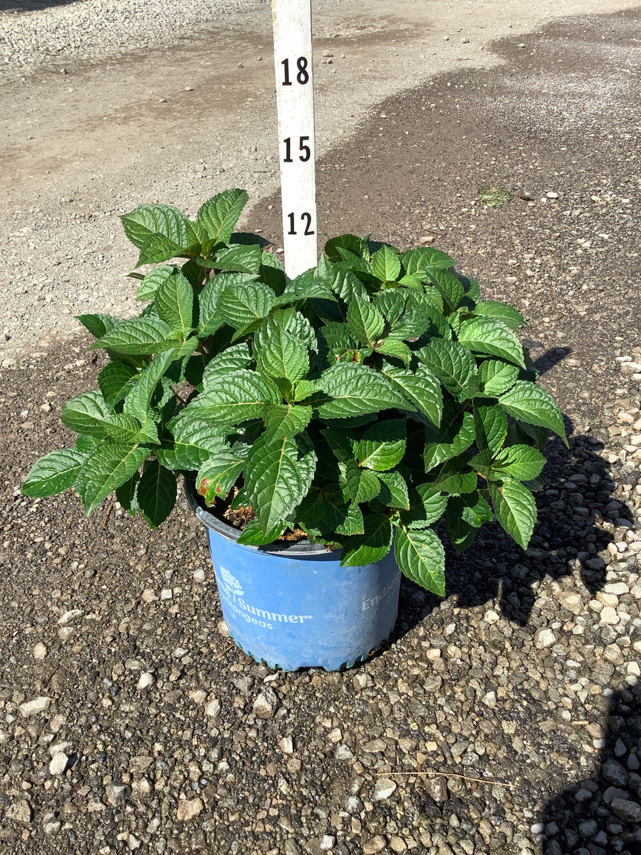 Hydrangea macrophylla 'Pop Star'