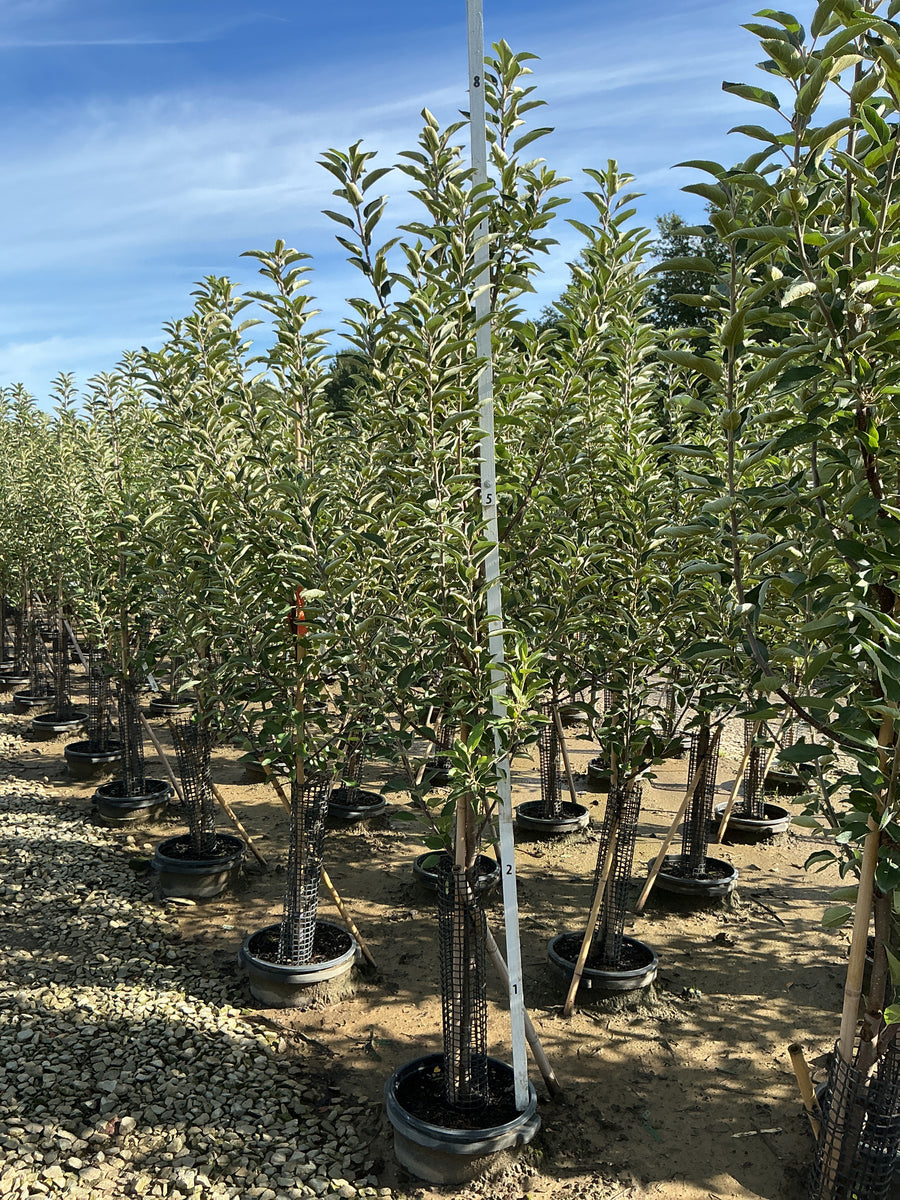 Malus 'Fruit Braeburn' â€” G7 60