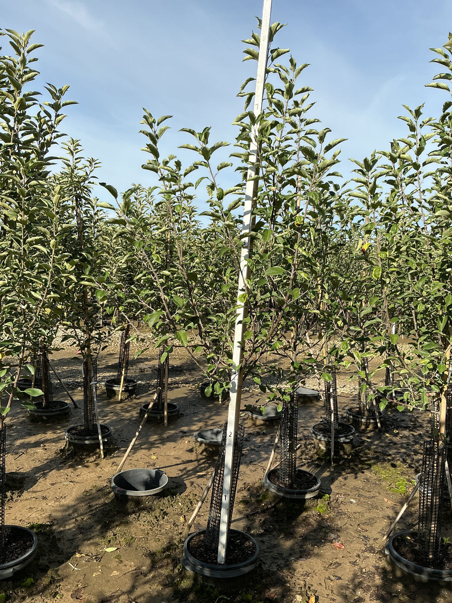 Malus FRUIT - WINECRISP Malus 'Co-op31' â€” G7 60