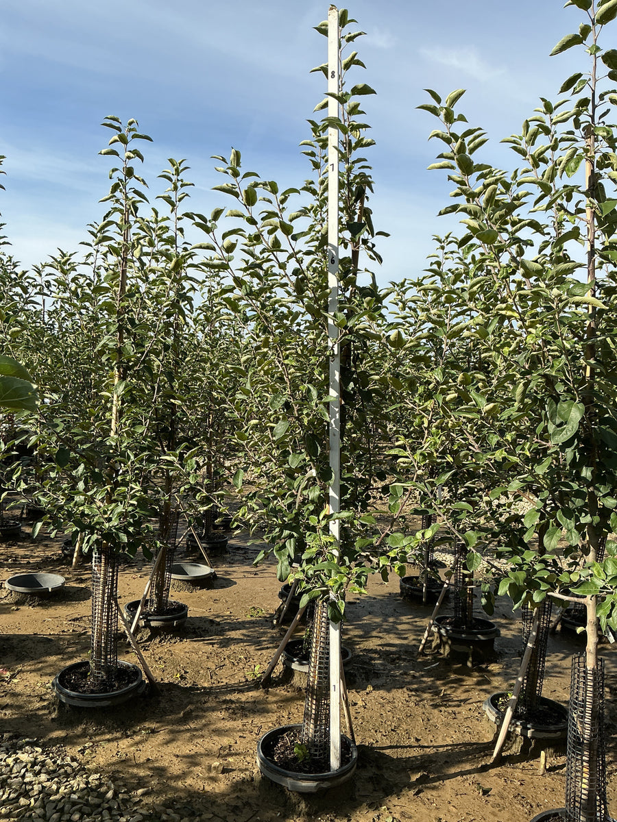 Malus 'Fruit Empire' â€” G7 60