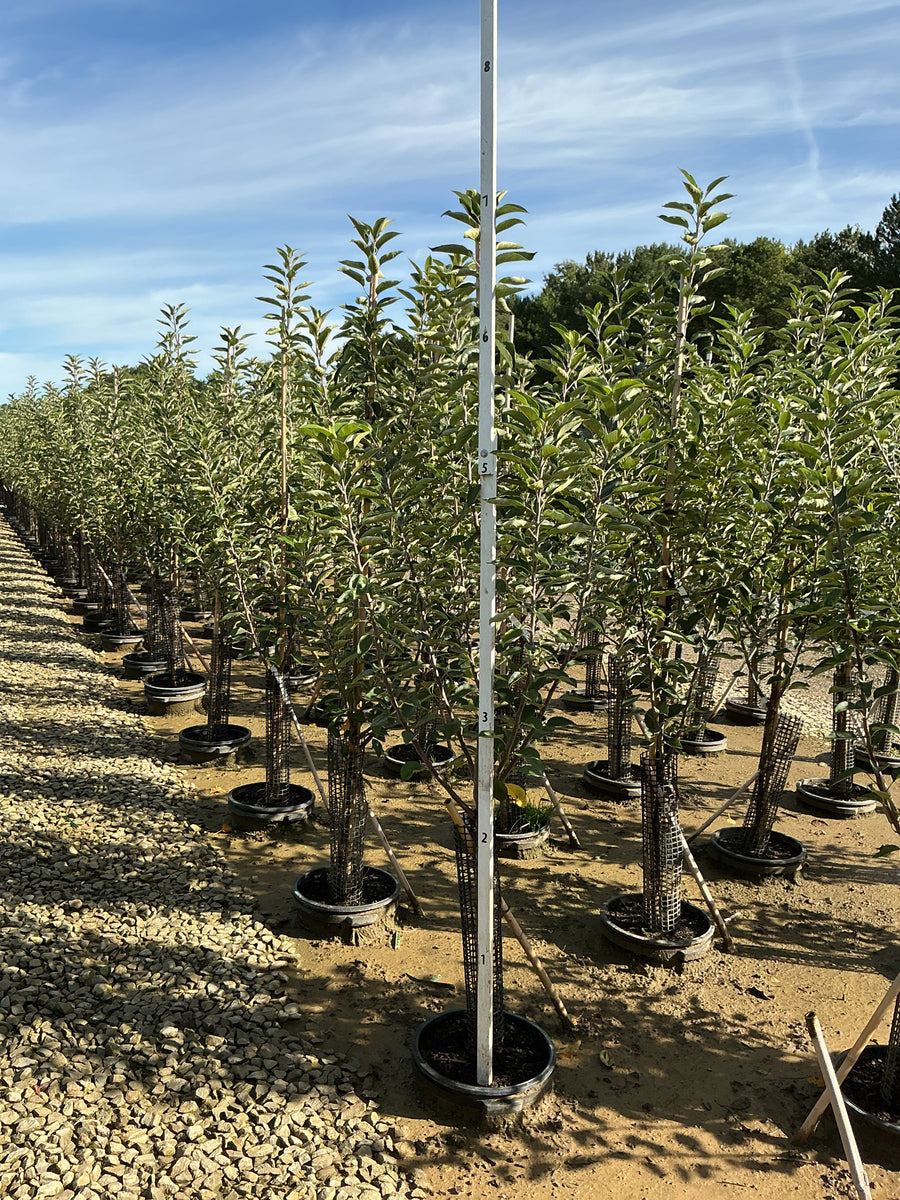 Malus 'Fruit Red Delicious' â€” G7 60