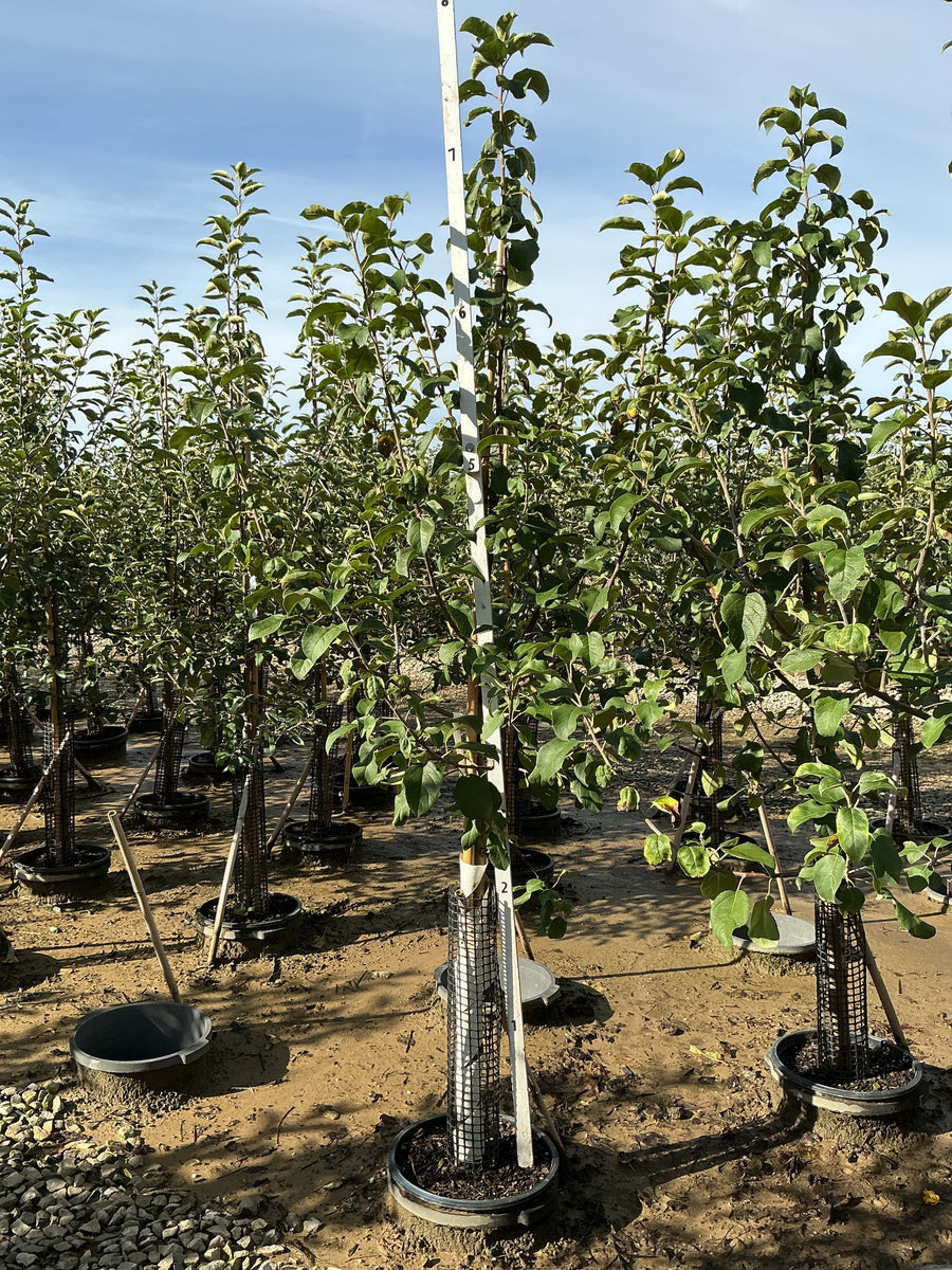 Malus 'Fruit Liberty' â€” G7 60