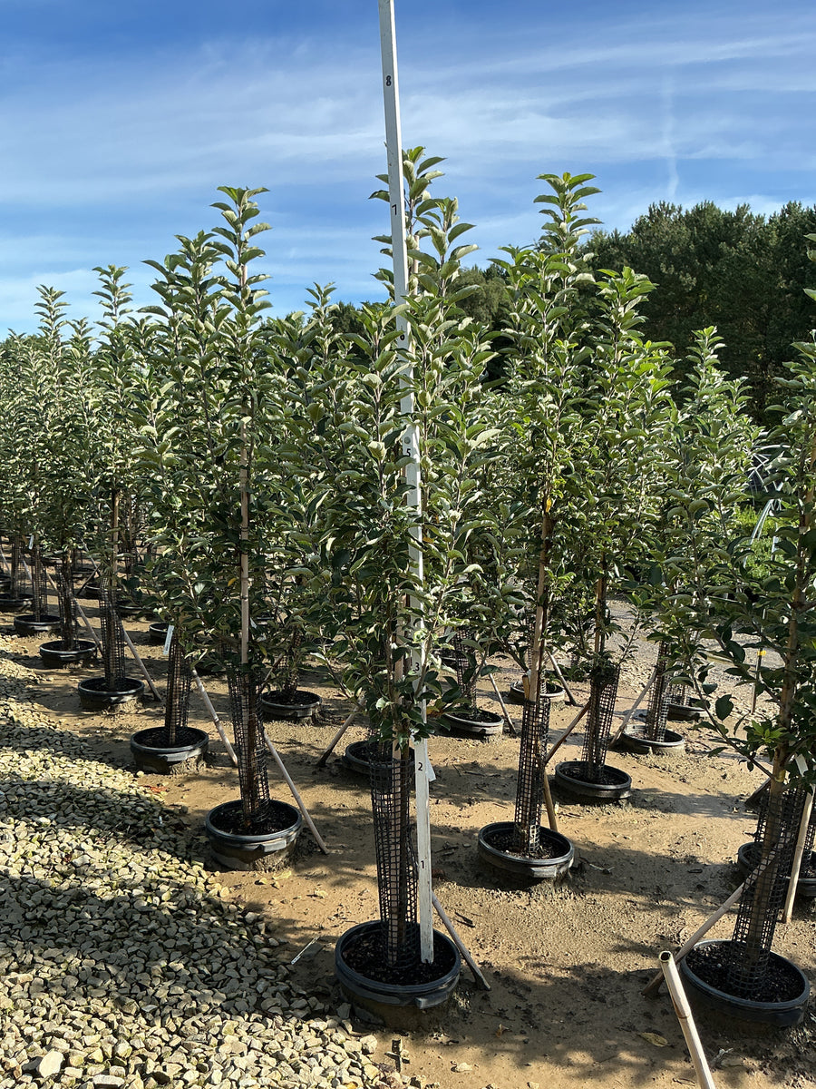 Malus 'Fruit Ambrosia' â€” G7 60