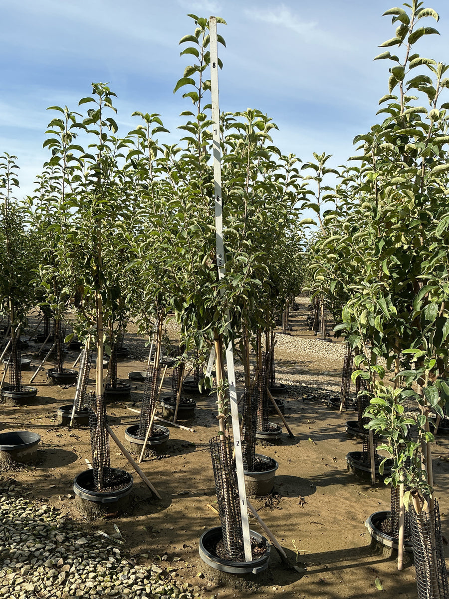 Malus 'Fruit Granny Smith' â€” G7 60