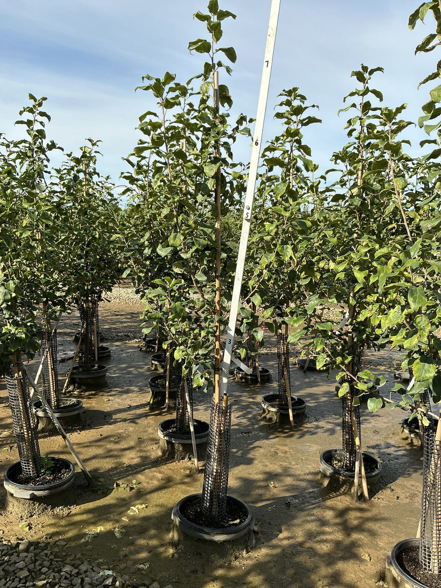 Malus 'Fruit Honeycrisp' â€” G7 60