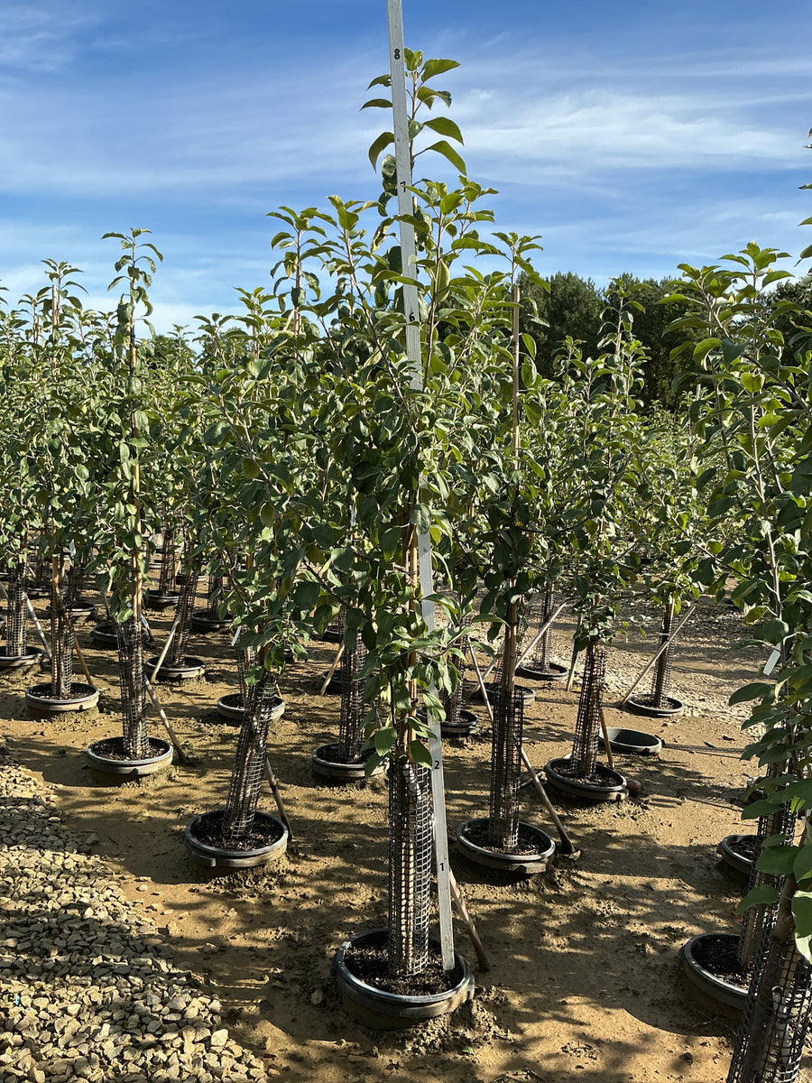 Malus 'Fruit Cortland' â€” G7 60