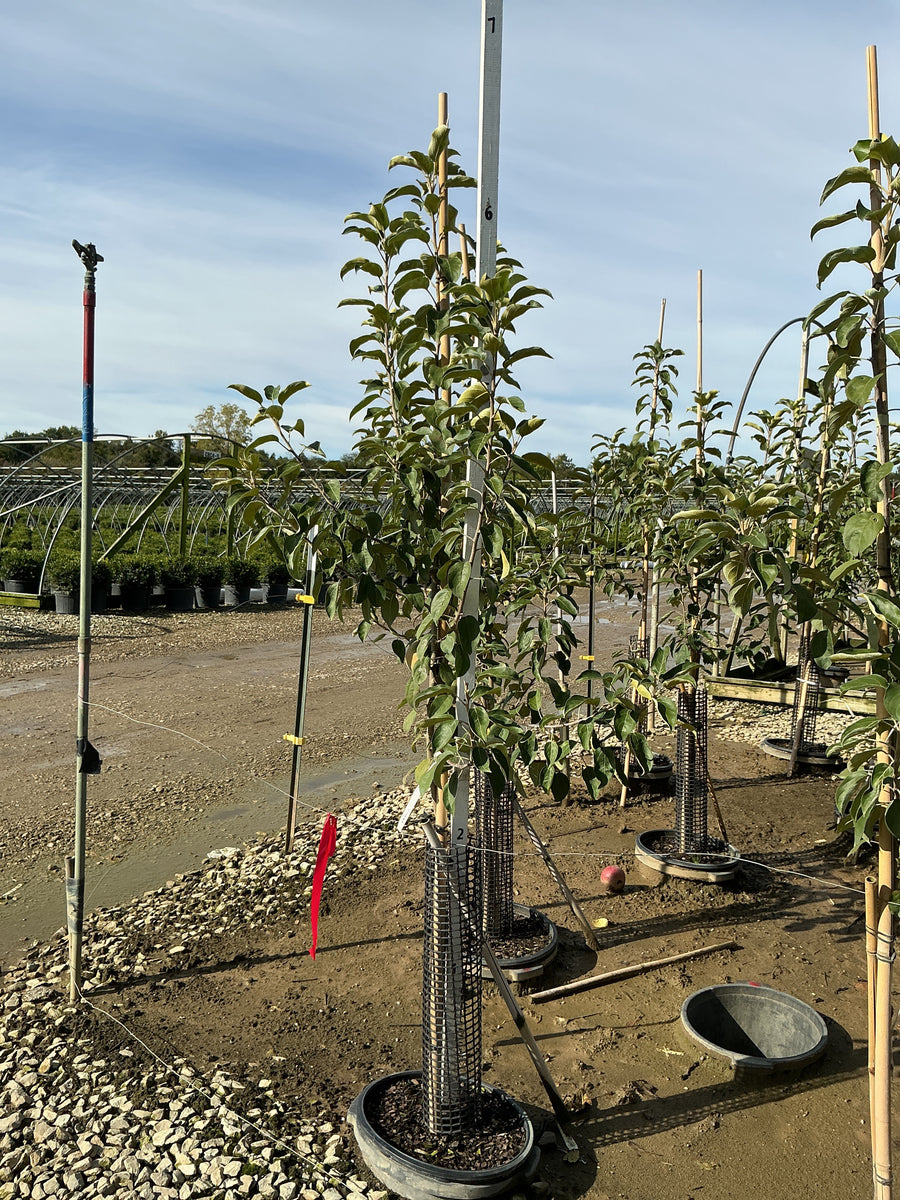 Malus 'Fruit Snowsweet' â€” G7 60