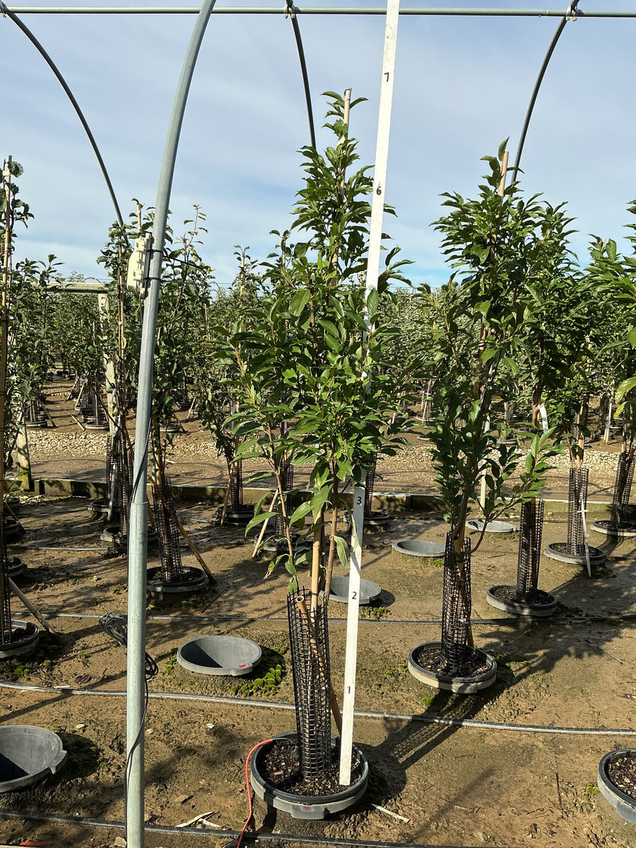 Prunus 'Fruit Toka' â€” G7 60
