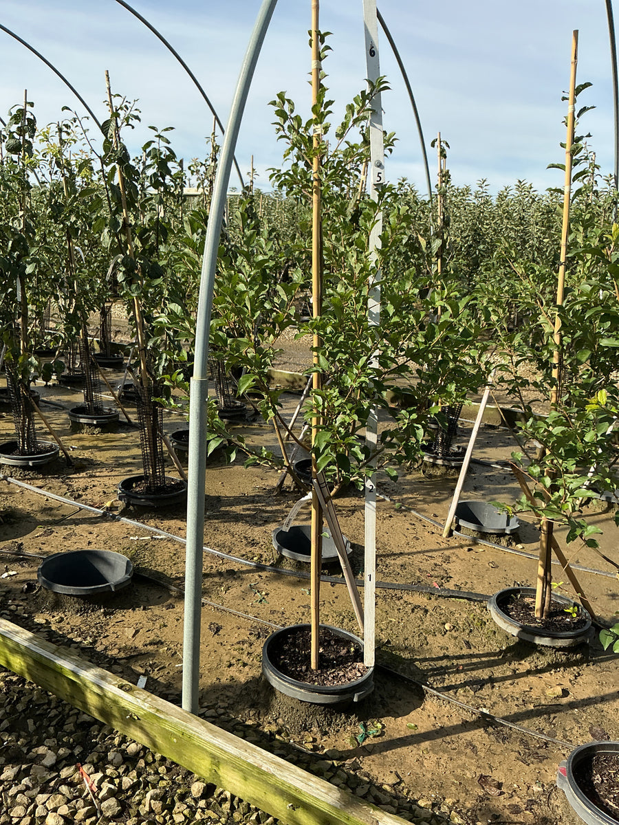 Prunus 'Fruit Santa Rosa Jap. Plum' â€” G7
