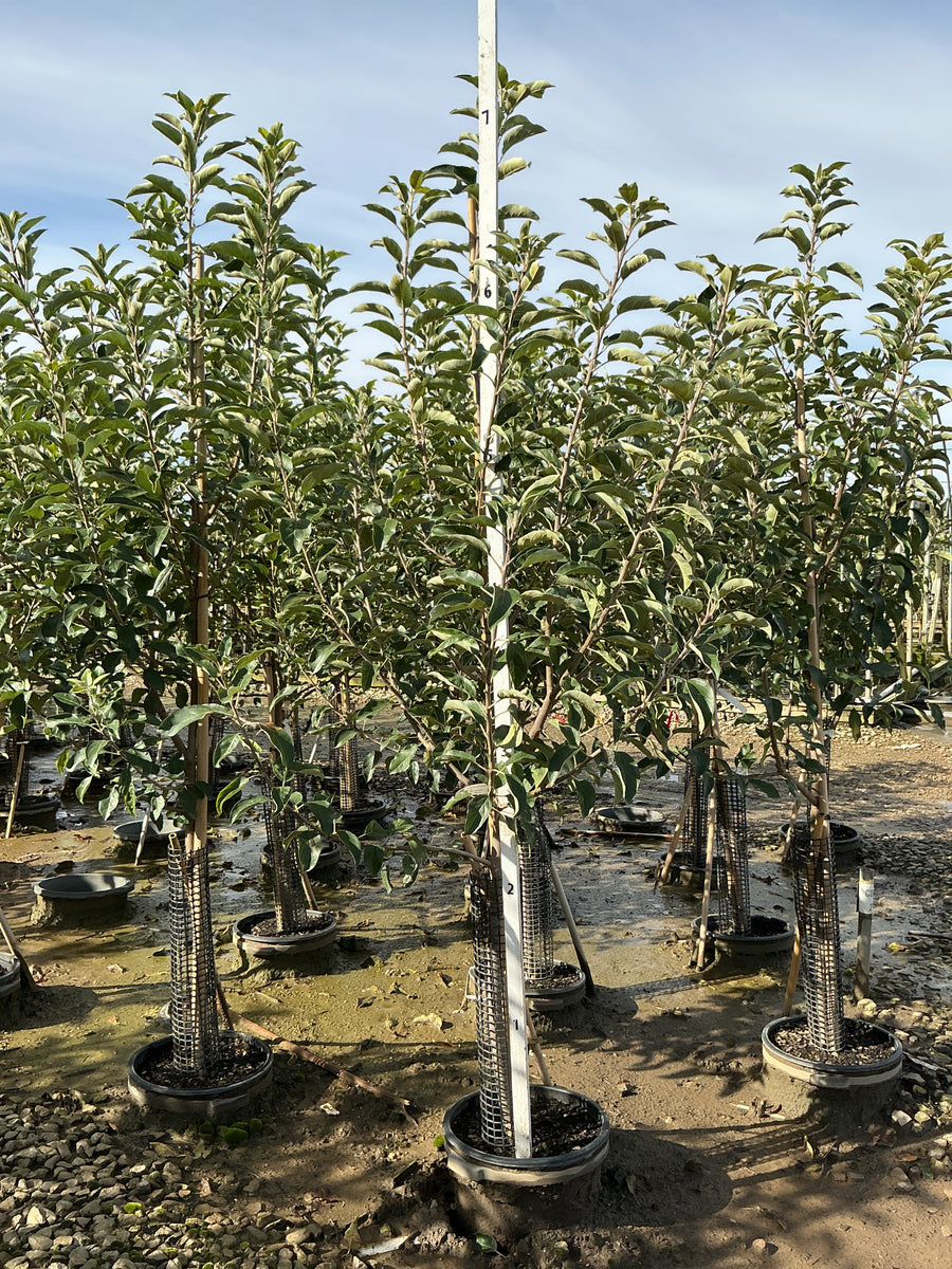 Malus 'Fruit Scarlet Sentinel Columnar' â€” G7