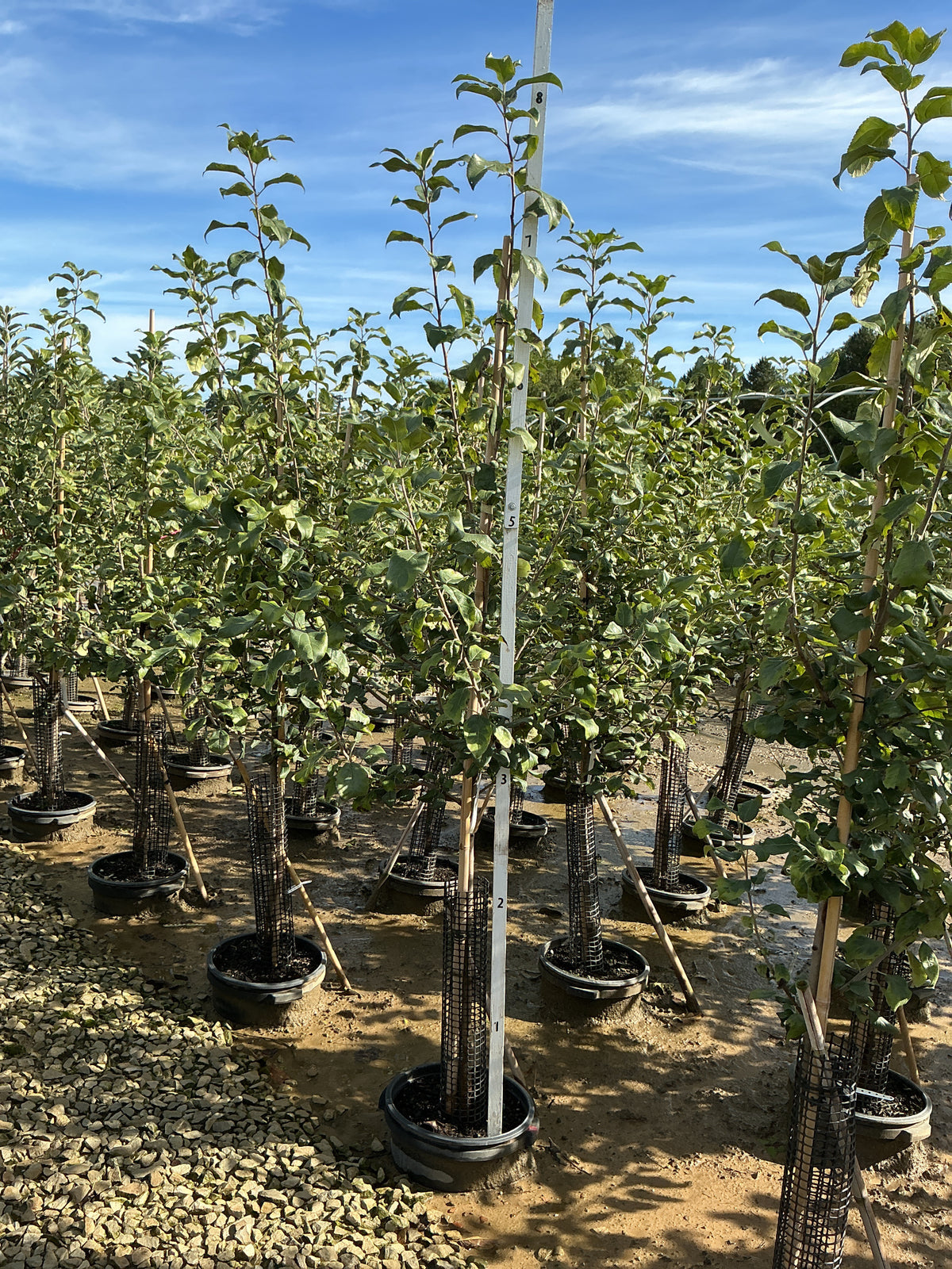 Malus 'Fruit Royal Red Honeycrisp'