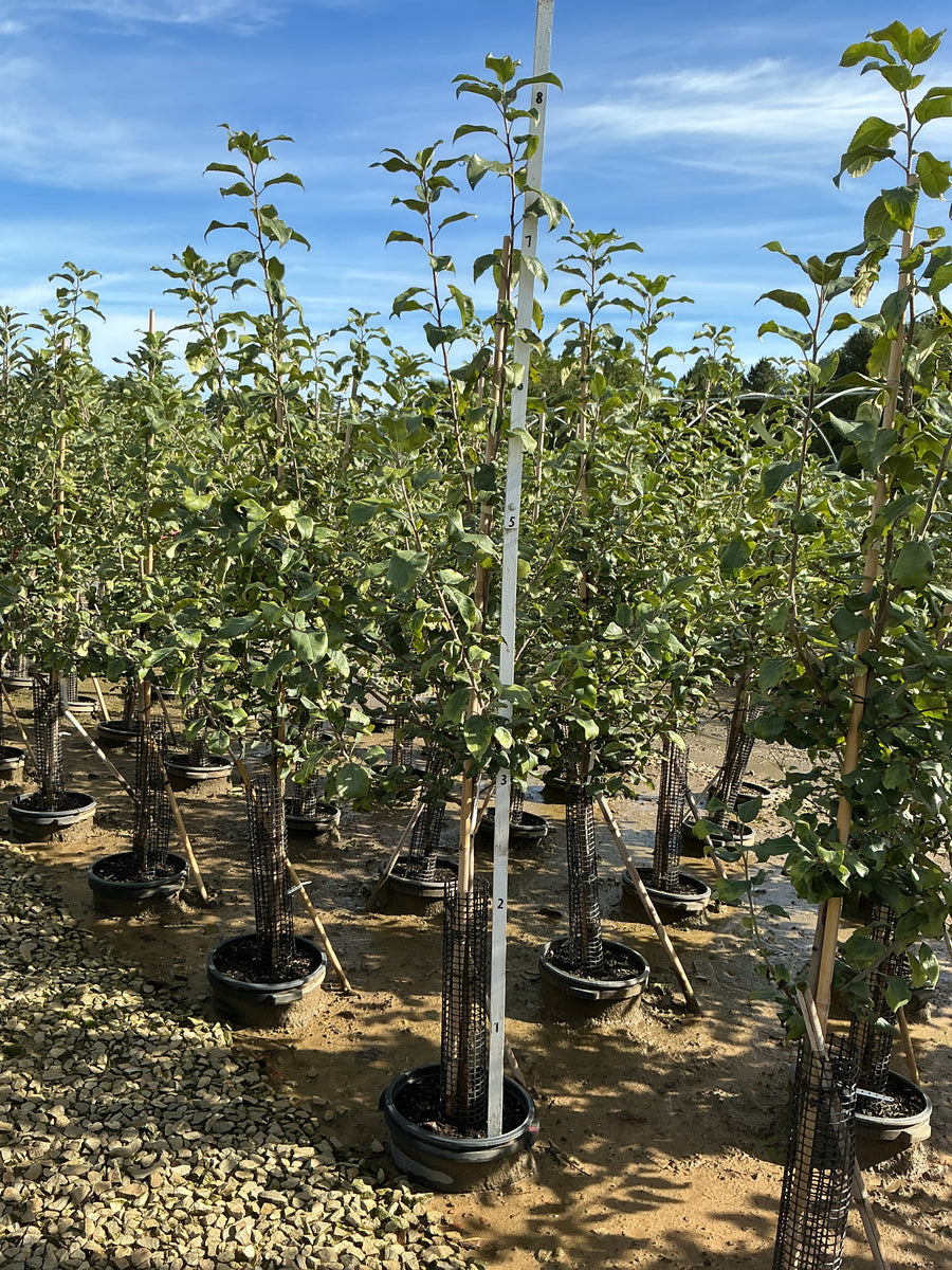 Malus 'Fruit Royal Red Honeycrisp' â€” G7 60