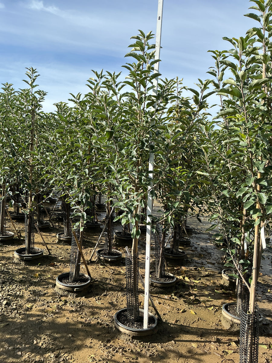 Malus 'Fruit Gala' â€” G7 60