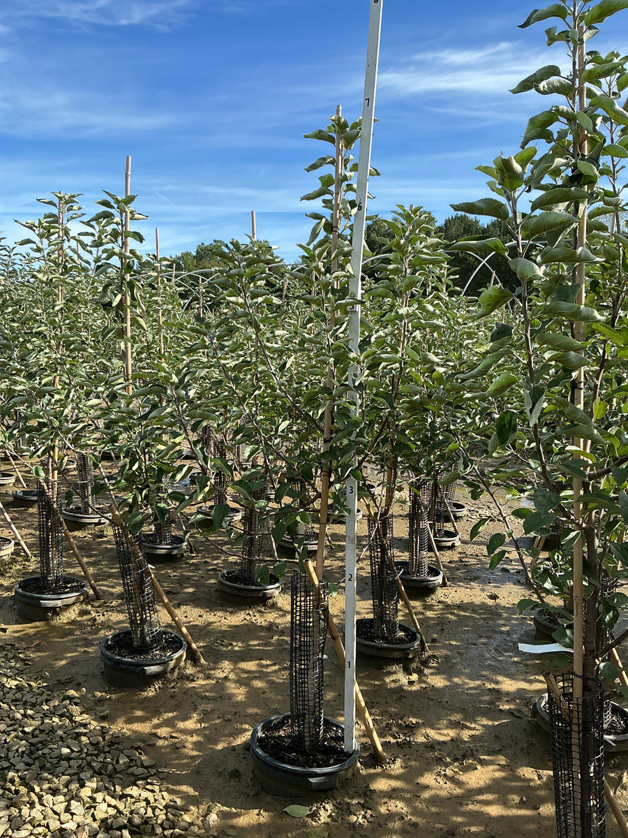 Malus 'Fruit Zestar' â€” G7 60