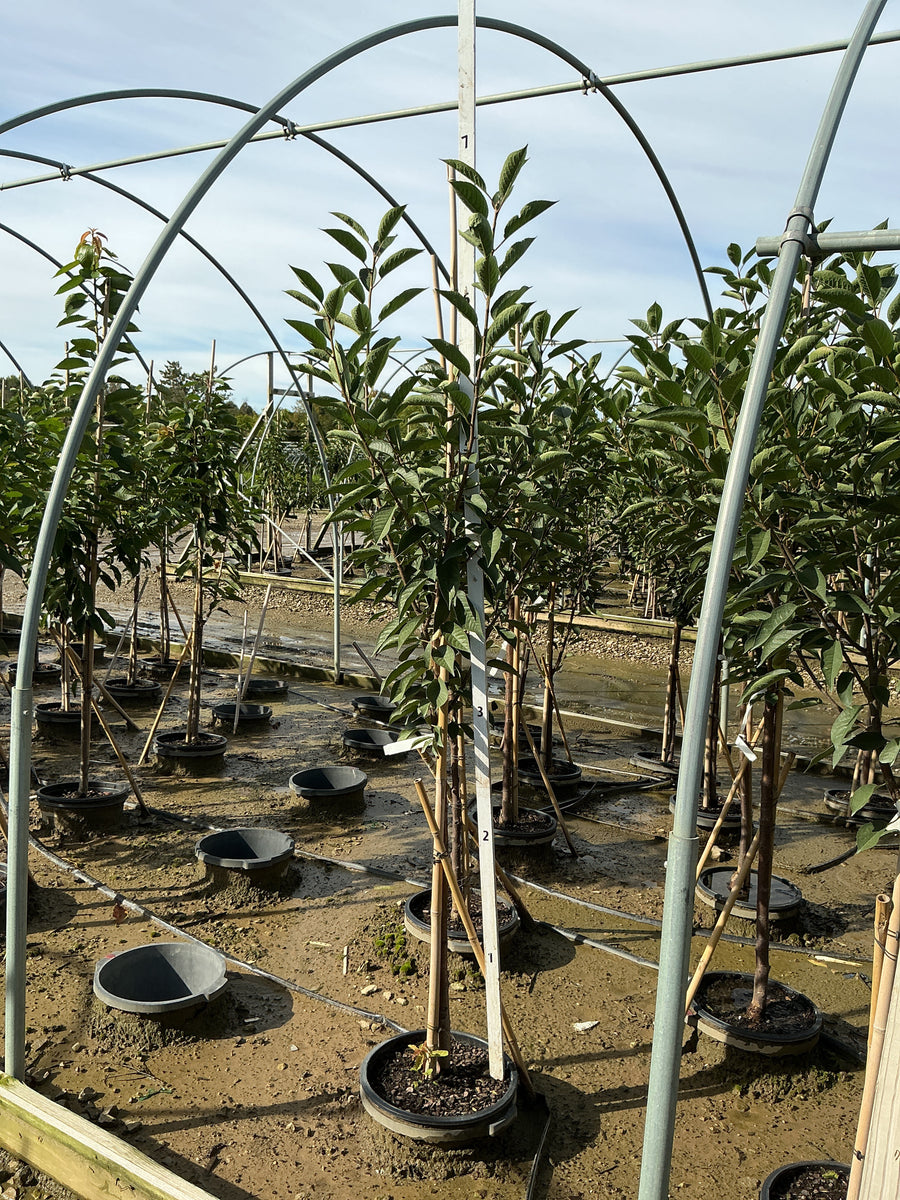 Prunus cerasus 'Montmorency' â€” G7 60