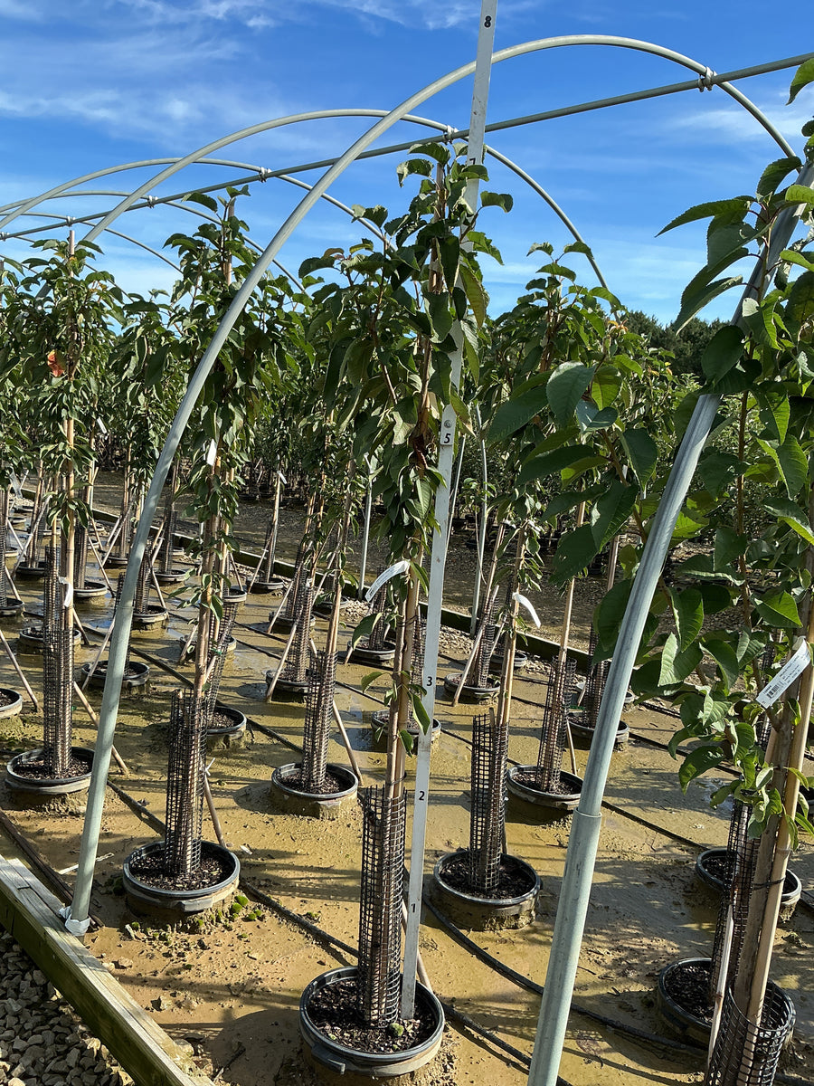 Prunus 'Fruit Lapins' â€” G7 60