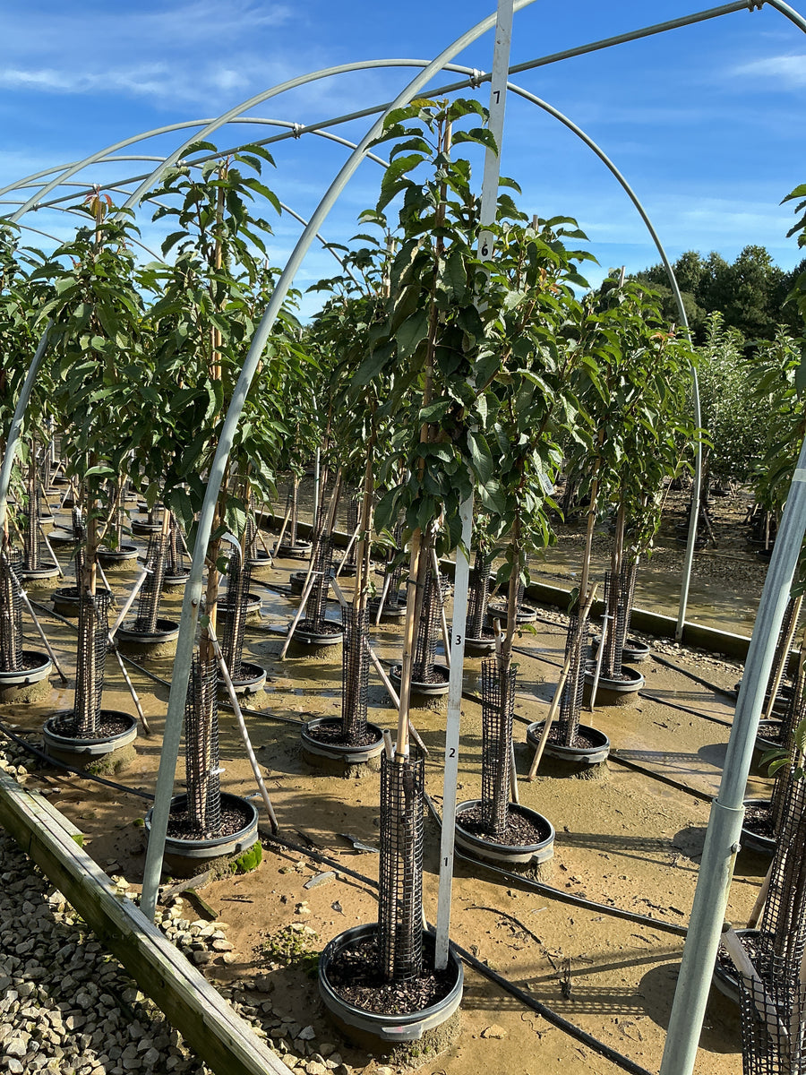 Prunus 'Fruit Black Tartarian' â€” G7 60