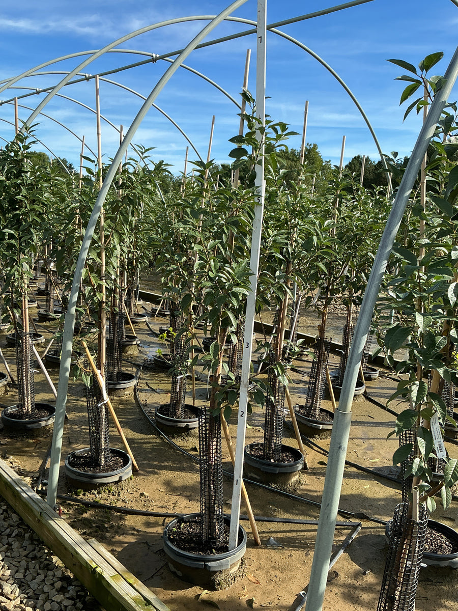 Prunus 'Fruit North Star' â€” G7 60