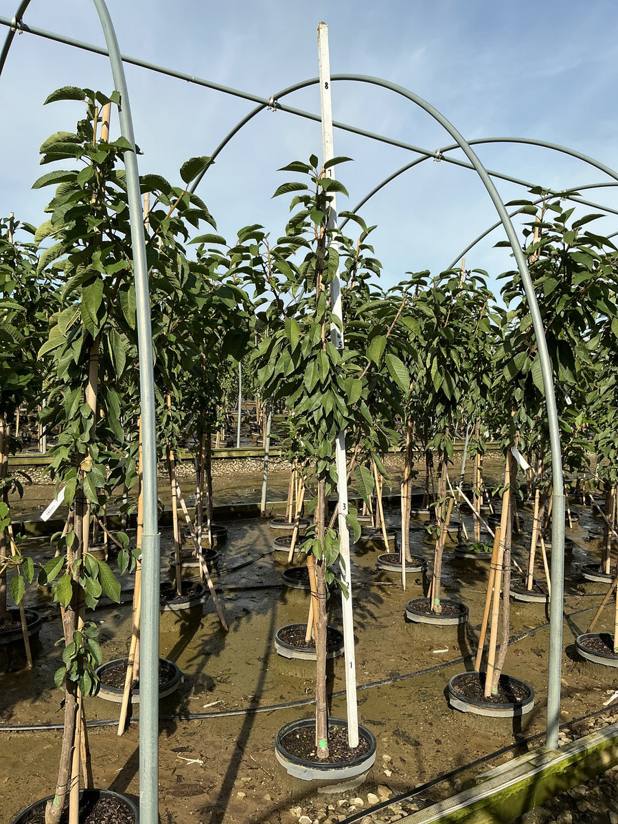 Prunus avium 'Sweetheart' â€” G7 60