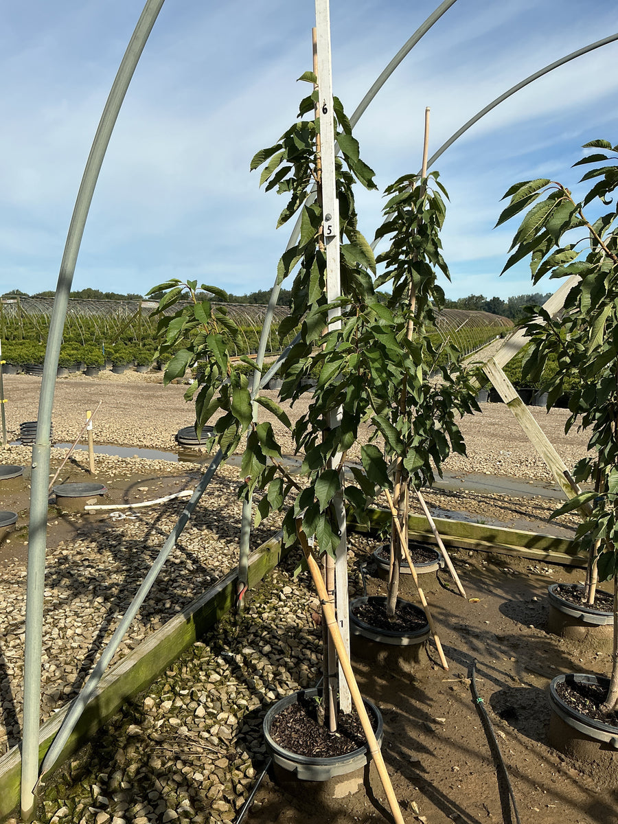 Prunus avium 'Stella' â€” G7 60