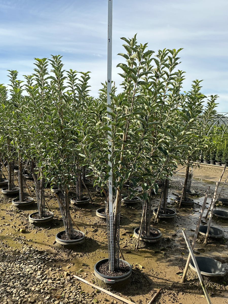 Malus 'Fruit Yellow Delicious' â€” G7 60