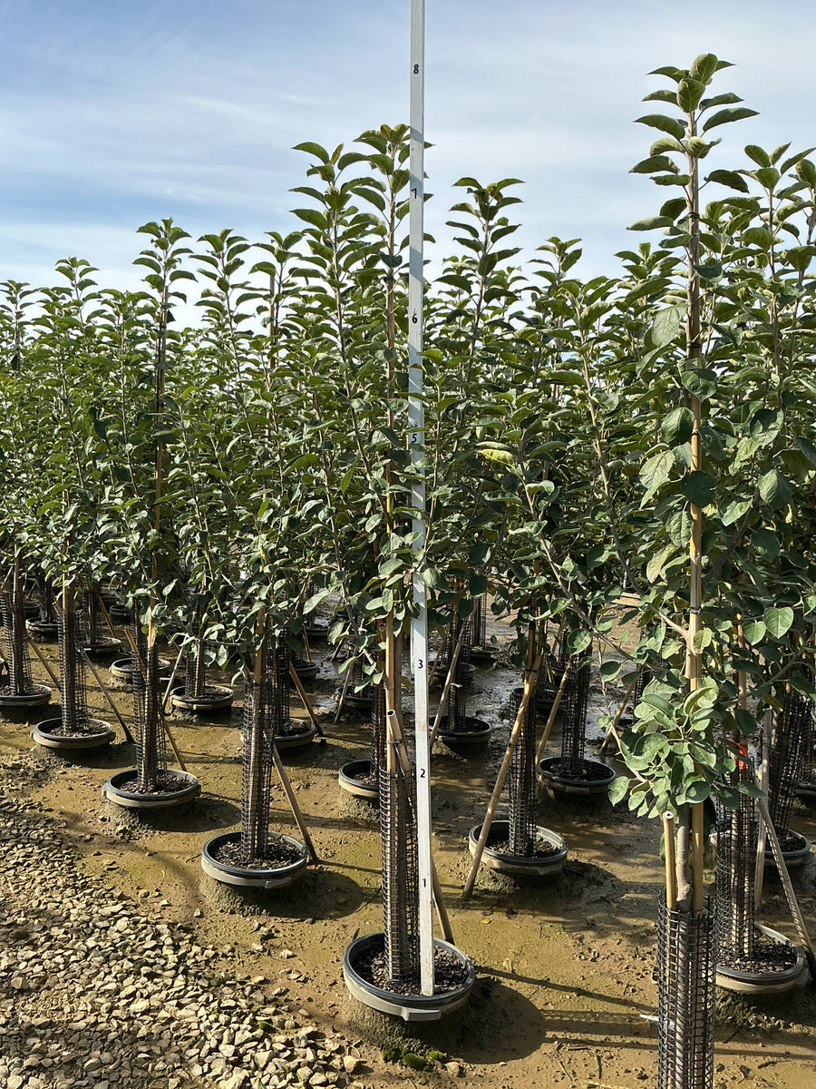 Malus 'Fruit McIntosh' â€” G7 60