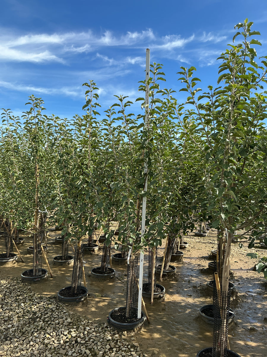 Malus 'Fruit Fuji' â€” G7 60