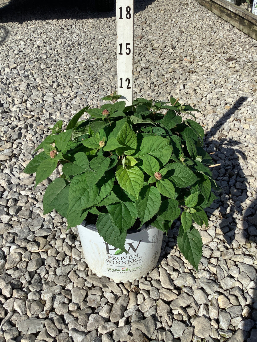 Hydrangea arborescens 'Invincble Ruby'