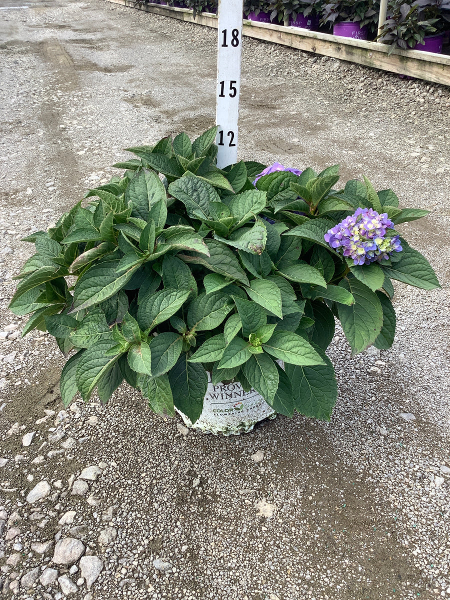 Hydrangea macrophylla 'Lets Dance Sky View'