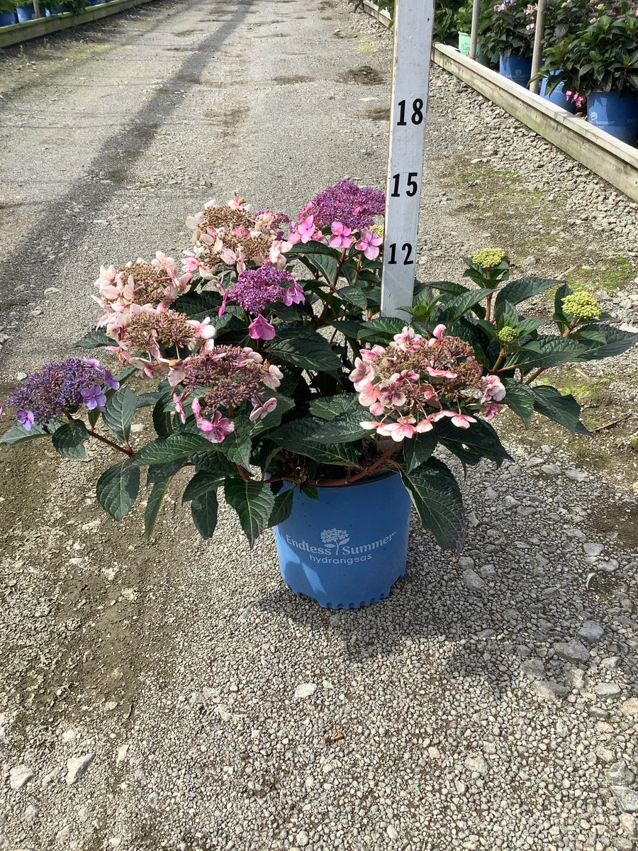 Hydrangea macrophylla 'Bloomstruck' â€” G2