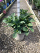 Hydrangea macrophylla 'Cherry Explosion'