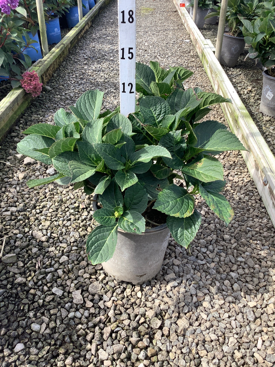 Hydrangea macrophylla 'Cherry Explosion' â€” G2 BL