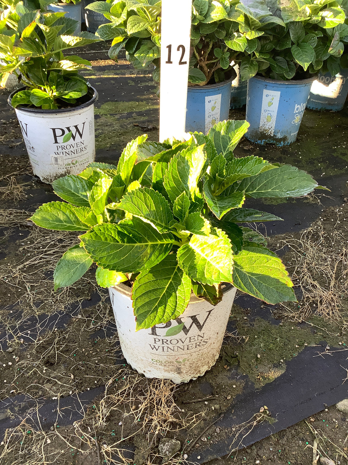 Hydrangea macrophylla 'Wee Bit Grumpy'