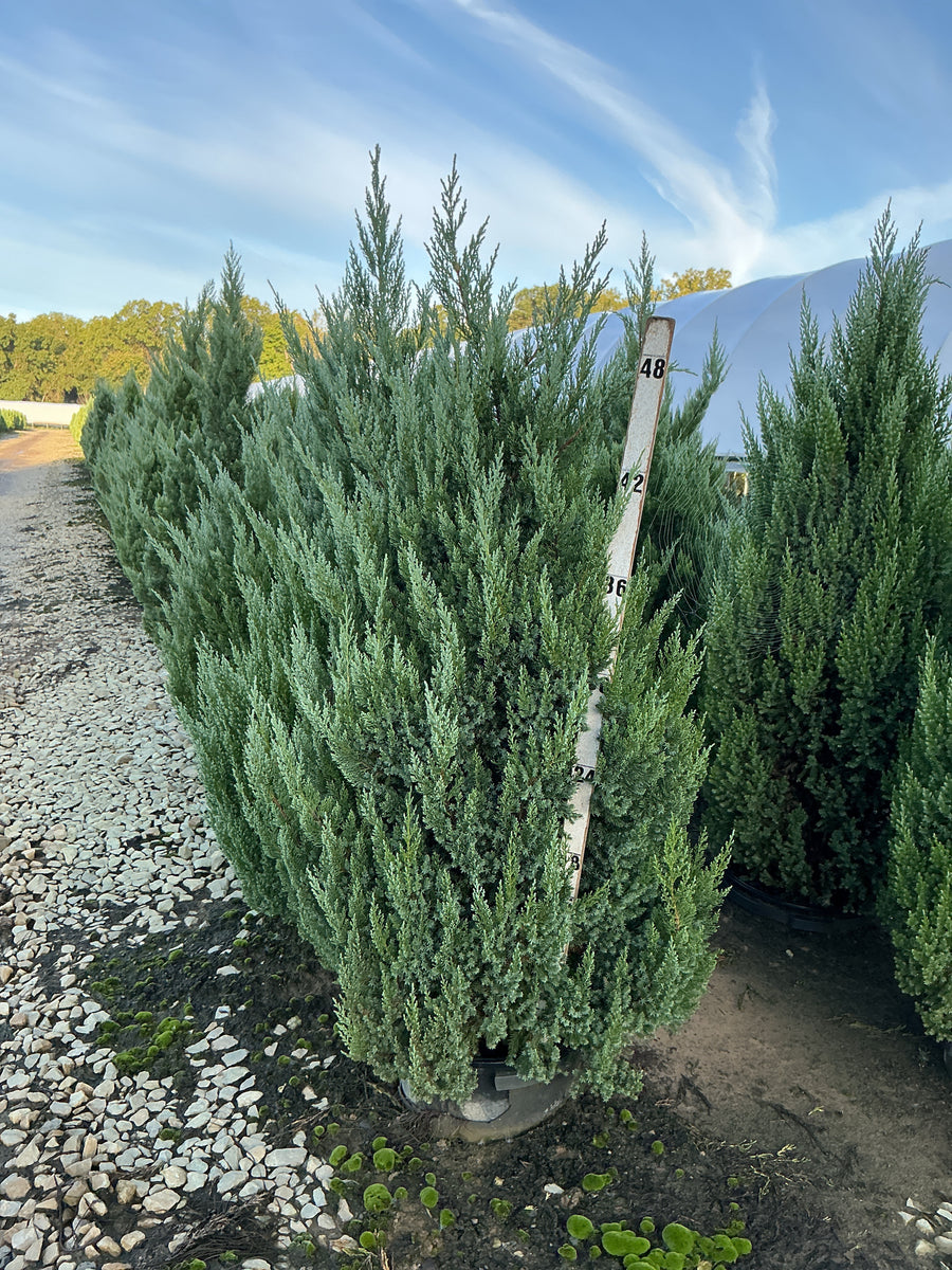 Juniperus chinensis 'Blue Point' â€” G7 60