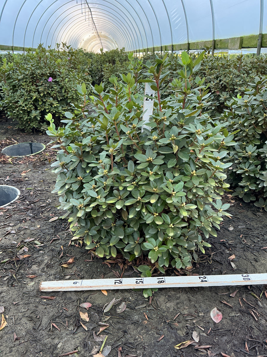 Rhododendron 'PJM Elite' â€” G5 24
