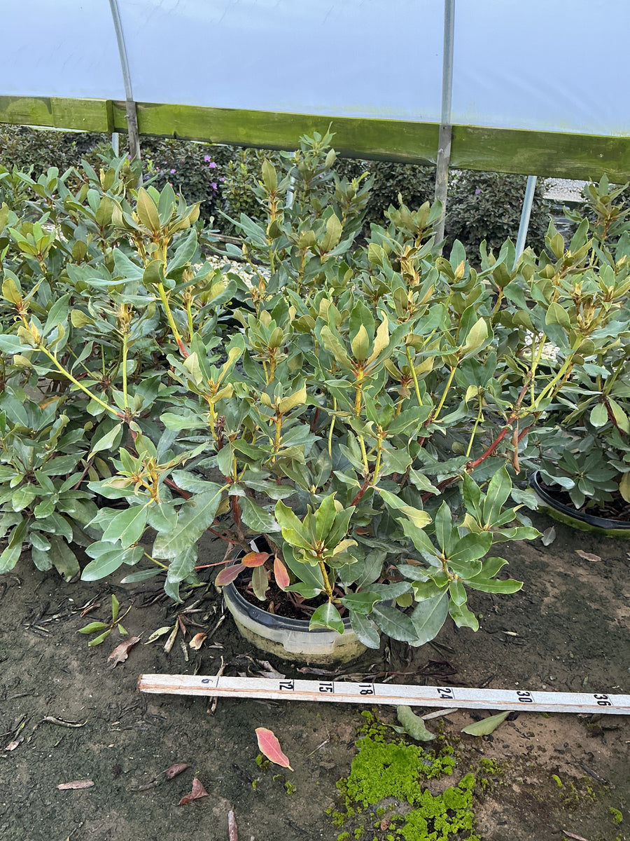 Rhododendron nova 'Nova Zembla' â€” G5 15-18