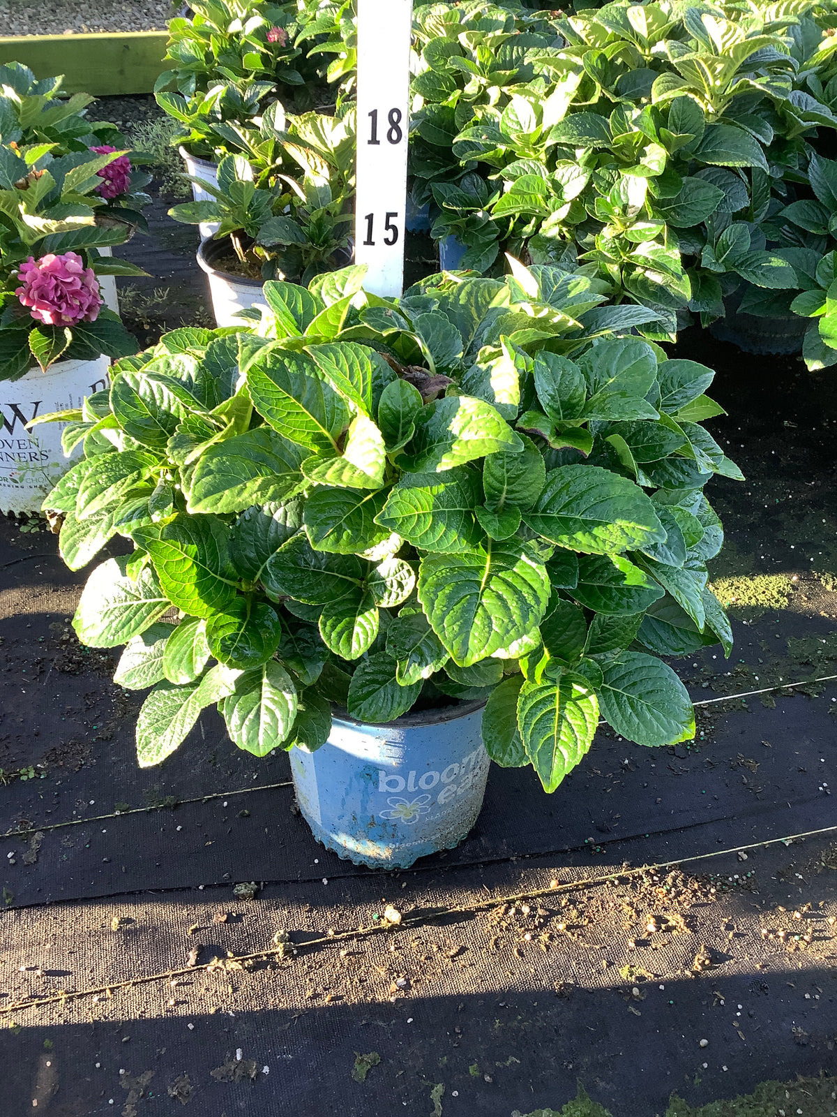 Hydrangea macrophylla 'Grin And Tonic'