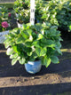 Hydrangea macrophylla 'Grin And Tonic'