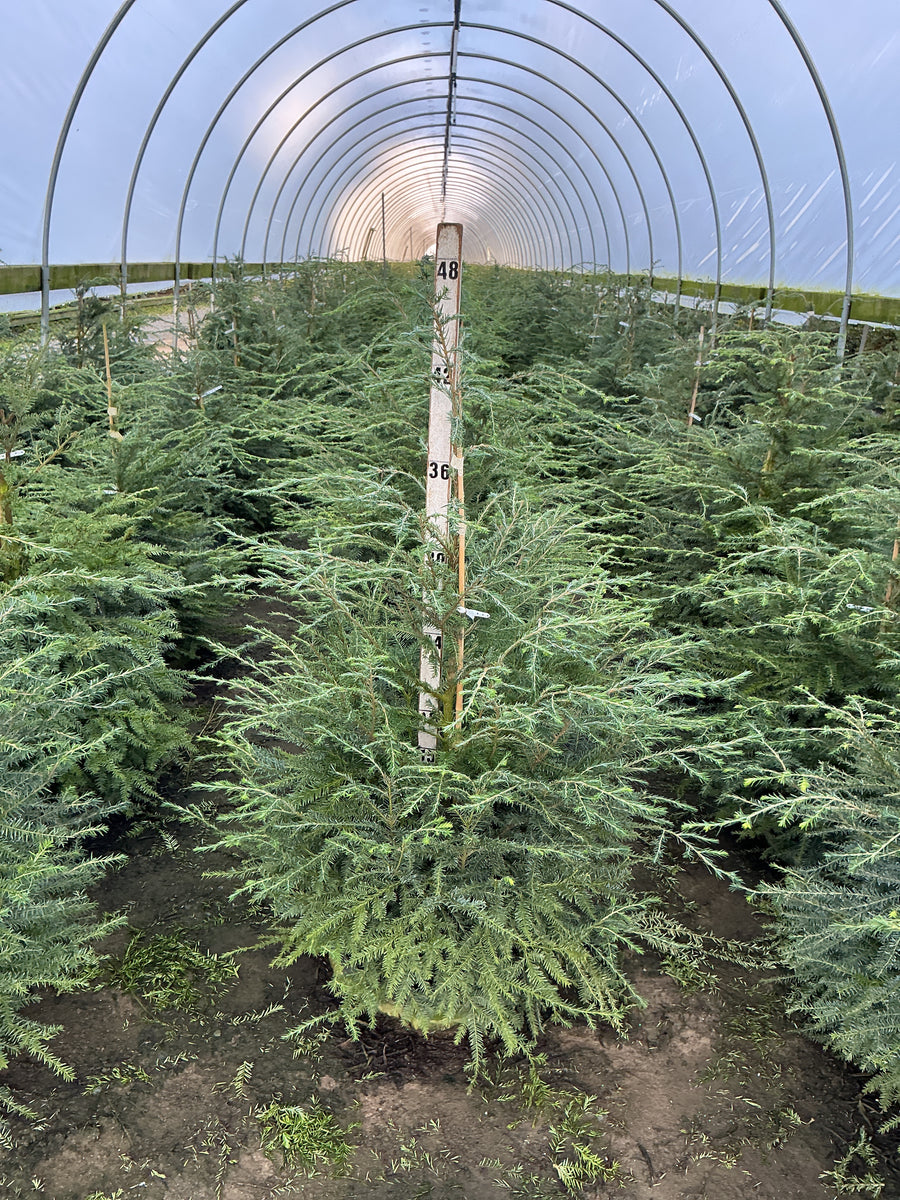 Tsuga canadensis