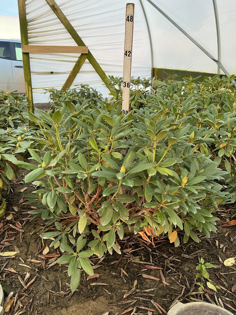Rhododendron roseum 'Roseum Elegans' â€” G5 18
