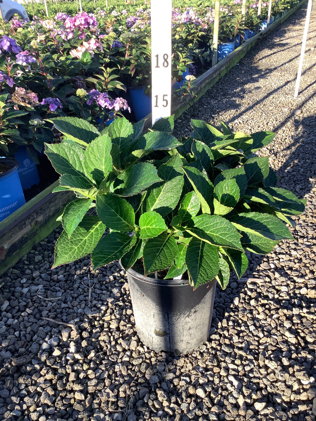 Hydrangea macrophylla 'Nxtgen Red Sensation'