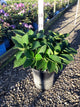 Hydrangea macrophylla 'Nxtgen Red Sensation'